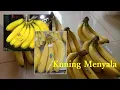 Download Lagu Tutorial Menguningkan Pisang Cavendish !?