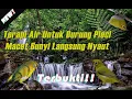Download Lagu Terapi Air Untuk Burung Pleci Macet Bunyi Langsung Nyaut Terbukti Ampuh #pleci #jatim #pacitan