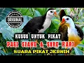 Download Lagu SUARA PIKAT RUAK-RUAK AMPUH✓ TERBARU 2MENIT LANGSUNG DATANG 