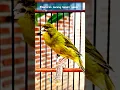 Lagu Masteran kenari gacor panjang #birds #canary #masterankenarigacor #canariesbirds