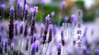 the twilight lavender