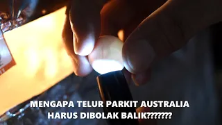 why must falk cockatiel eggs be turned