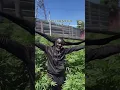 Download Lagu Rasta lives #cannabiseducation #reggae #cbdcommunity #africancity #420 #fpv #capetown #420sale
