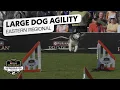 Incredible Dog Challenge 2026 Large Dog Agility Competition Eastern Regional NBC Sports