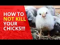 Raising chicks 101 - Avoid these fatal beginner mistakes