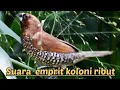 Download Lagu Suara pikat burung emprit paling ampuh koloni ribut