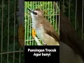 Lagu Suara pancingan burung trucukan gacor