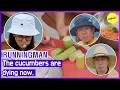 Download Lagu [RUNNINGMAN] The cucumbers are dying now. (ENGSUB)