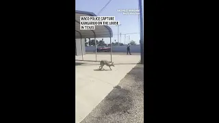 Waco police capture kangaroo on the loose in Texas
