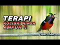Download Lagu TERAPI KONIN GACOR FULL ISIAN COCOK UNTUK DONGKRAK EMOSI KOLIBRI NINJA BAHAN AGAR CEPAT NYAUT MATERI
