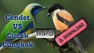 burung cucak cungkok vs cendet pentet