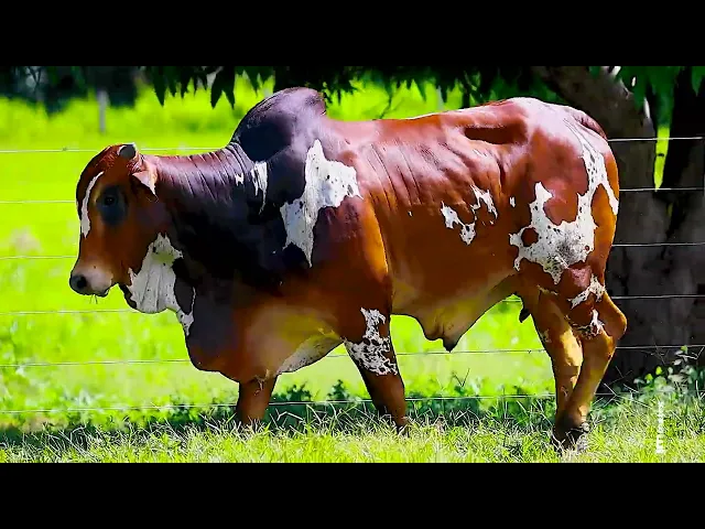 Touro Nelore FESN - 85