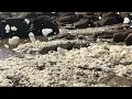 Sea Foam