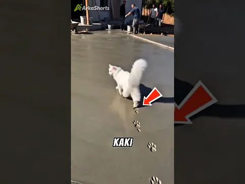 Kenapa Jejak Kaki Kucing Cuma Satu Garis⁉️😱 #shorts