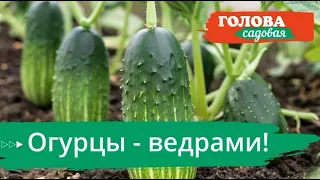 Огурцы - ведрами!