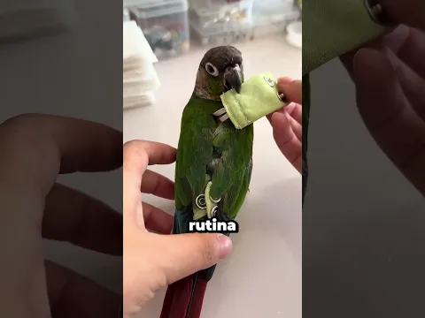 Le Pone Un PAÑAL A Su LORO Para Que Pueda Volar Libremente 🥹🦜