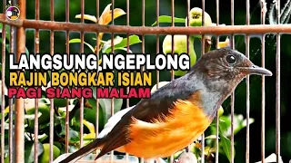 kretekan dan siulan murai betina memanggil murai jangan ampuh bikin murai ngeplong 