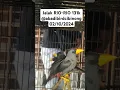 Download Lagu Jalak rio-rio #abadibirdcibinong full stok