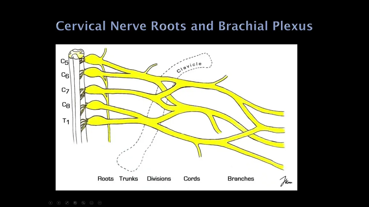 1. Quick Reviews: Neurology Localization