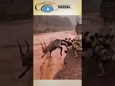 غزال ينقذ نفسه من كلاب
