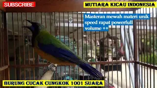 cucak cungkok istimewa super gacor tembakan istimewa tajam super pedas rapat kasar tajam full isian