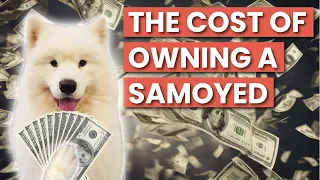 How Much Does it Cost to Own a Samoyed