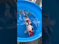 Lagu ENORME koi van Isa Koi Farm 😍 #koi #vis #koifish #japan #japansekoi #koipond #oogst #oktober