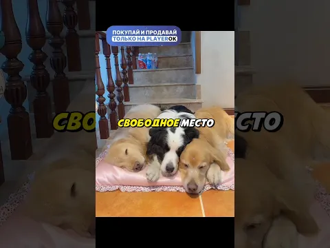Этот пёсик не может спать без своих друзей 🥹❤️ #gataonly