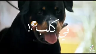 مهرجان غلط ميري دندنها