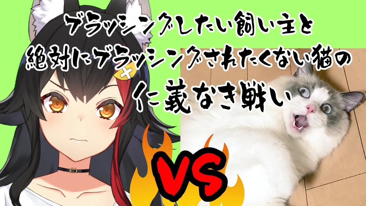 【猫vs飼い主】ブラッシングをかけた仁義なき戦い