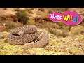 How fast does a rattlesnake shake its tail