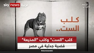 كلب الست وكلب المذيعة قضية جدلية في مصر رمضان اليوم  كلب الست وكلب المذيعة قضية جدلية في مصر رمضان اليوم