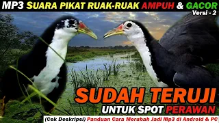  2022 suara pikat ruak ruak paling ampuh jernih u0026 keras versi 2