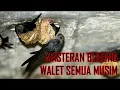 Download Lagu MASTERAN BURUNG WALET SEMUA MUSIM