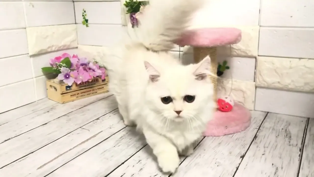 動画