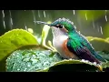Lagu Calming Sound of Rain and Birds Chirping to Restore Your Mind and Body, Relieve Anxiety and Stress🌧️