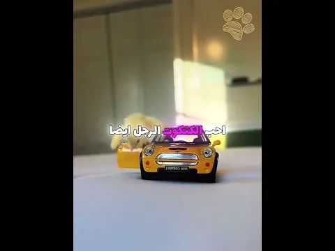 رجل يربي كتكوتا صغيرا فيتعلق به 🐥♥
