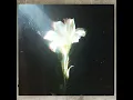 Light That Leads Me - Netsky & Bebe Rexha