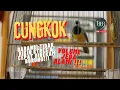 Download Lagu 🔴 CUNGKOK TEMBAKAN KUNTI PANJANG - JEDA ALAMI ❗️❗️GARANSI TIDAK BIKIN STRES \u0026 CEPAT DIREKAM BURUNG