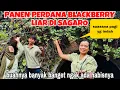 Download Lagu PAGI2 PANEN PERDANA BUAH BLACKBERRY LIAR DI SAGARO JALAN KAKI LEBIH 2 JAM SAMPAI SANT FELIU ‼️