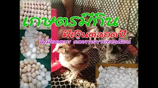 มิติใหม่ของการเลี้ยงไก่ แบบยั่งยืน มีเงินใช้และเก็บตลอดปี A new dimension in raising chickens