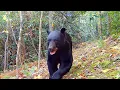 Amazing NC wildlife filmed at Serenity Moss Garden in Hendersonville NC