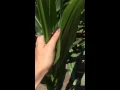 Pulling corn tassel