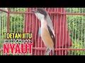 Lagu toet toet Suara cendet gacor Pagi Hari pancingan jitu BIKIN cendet diam langsung nyaut ikutan bunyi