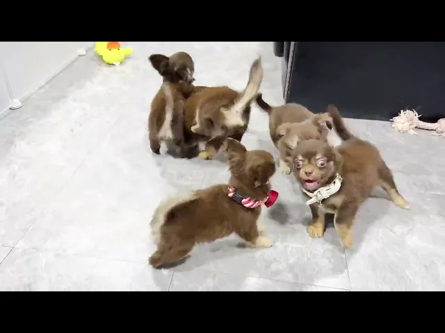 動画