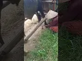 Lagu Sapi jg perlu pakai sepatu biar kakinya aman, karena muatan berat #petanisingkong #sapi