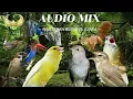 Download Lagu AUDIO MIX KOMBINASI MASTERAN BURUNG KICAU kapas tembak,perenjak pala merah,belalang emas,sikatalondo