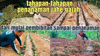 Download cara tanam jahe gajah MP3