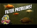 Download Lagu The Most Common Problems WIth Aquarium Filters