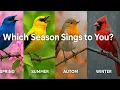 Download Lagu Bird Songs by Season in 4K — No Music, Just Nature